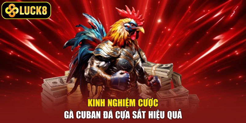 Kinh nghiệm cược gà Cuban đá cựa sắt hiệu quả